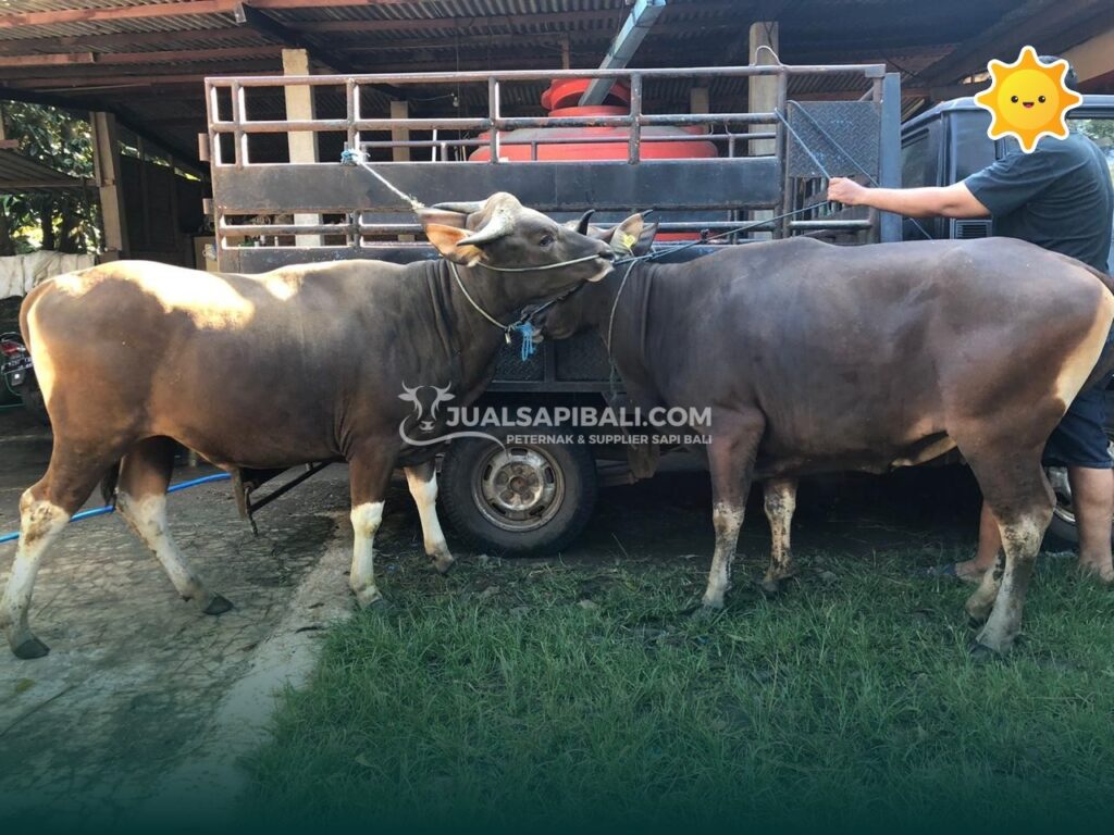 Asal Sapi Bali Jejak Keturunan Banteng Hingga Pilihan Kurban Ideal
