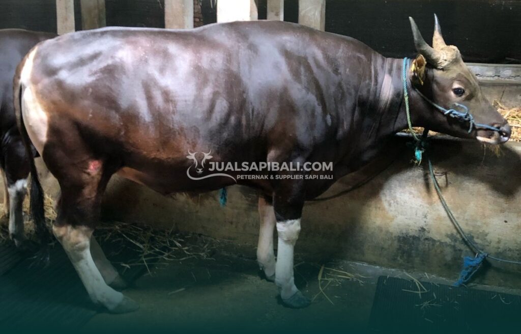 Berat Karkas Sapi Bali Kurban Memilih yang Berkah & Berkualitas