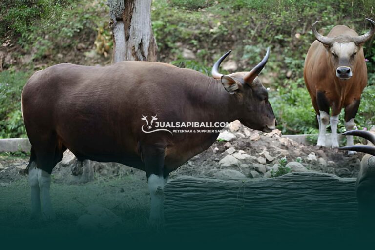 Bobot Sapi Bali Jantan Dewasa: Panduan Kurban Sesuai Budget