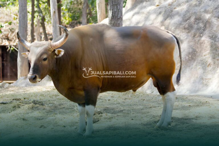Keindahan di Balik Warna Sapi Bali: Lebih dari Sekadar Kulit, Sebuah Kisah Adaptasi dan Budaya