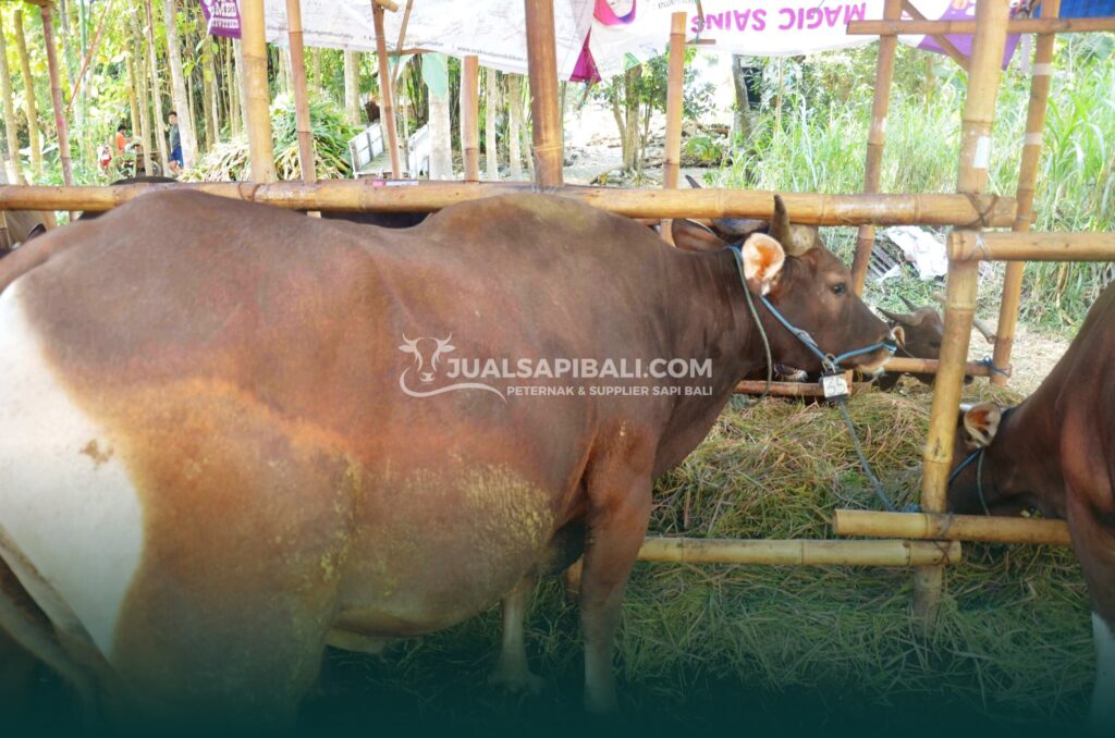 cara memilih sapi kurban yang baik