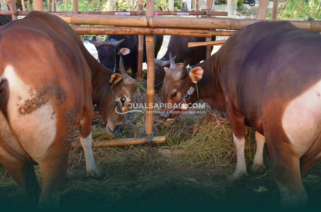 harga sapi bali kurban 2026