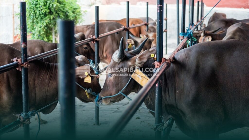 hewan untuk kurban