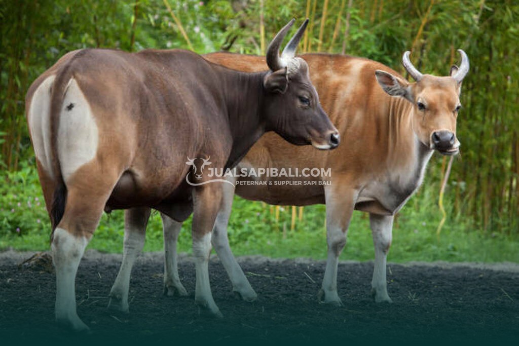 sapi bali kurban murah