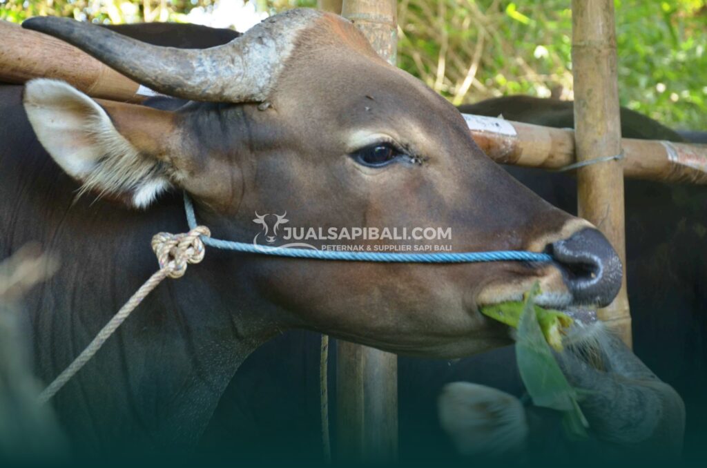 Sapi Bali Solusi Kurban Sesuai Budget