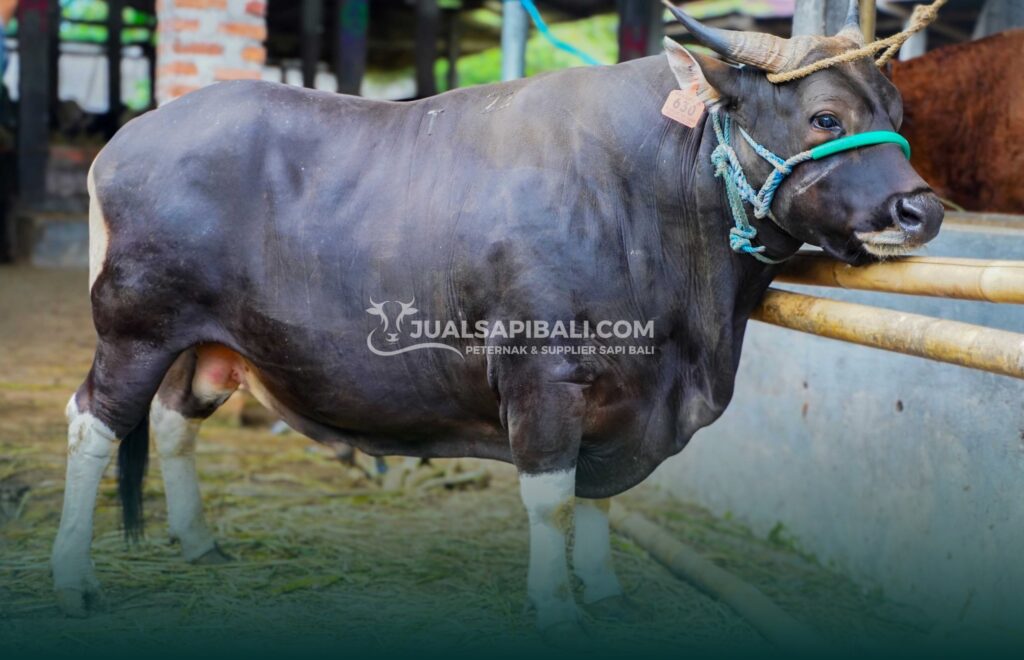 syarat sapi kurban sesuai syariat