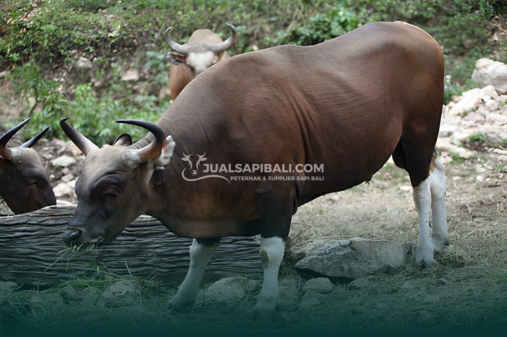 Tips Kurban 2026 Sesuai Budget