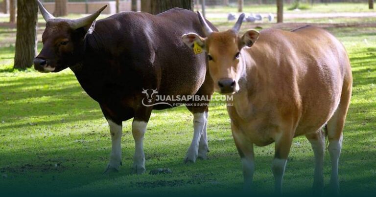 Sapi Bali Khas Indonesia: Pesona, Keunikan & Manfaatnya
